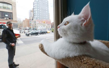 افتتاح أول مقهى للقطط فى نيويورك