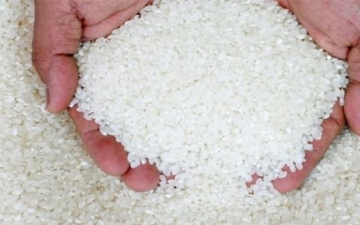 متى ستتأثر أسعار الأرز بعد خفض مساحات زراعته ؟!