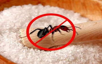 التسمم البطئ .. الحل الأنسب للتخلص من النمل
