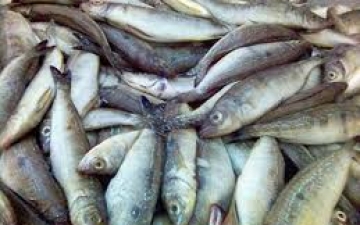 شرطة التموين تضبط بائع سمك قبل بيعه 175 كيلو لأسماك سامة بالإسكندرية