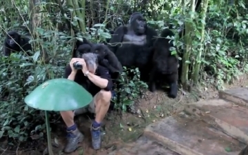 شاهد بالفيديو … مجموعة من الغوريلات البرية تصادق مصور وتقبله