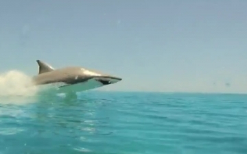 بالفيديو .. شاهد أول تريلر لبرنامج رامز قرش البحر