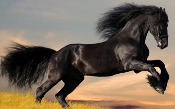 كيف يتم اختيار أجمل الخيول العربية ؟