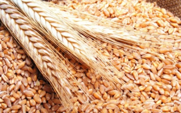 رويترز: مصر توافق على نسبة لا تزيد عن 0.05% من فطر الإرجوت فى القمح