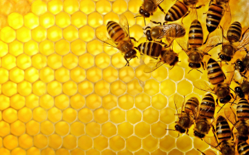 «النحل» مصنعًا للمضادات الحيوية لفيروس الأنفلوانزا والهربس