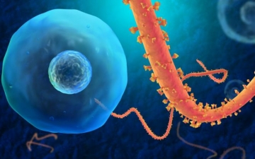 علماء روس يتوصلون إلى لقاحين ضد فيروس إيبولا