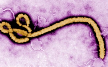 ” الإيبولا ” .. مافيا الفيروسات الدولية