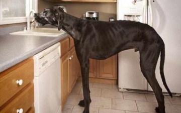 مات قبل أن يكمل عامه السادس.. شاهد أطول كلب فى العالم