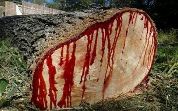 صدق أولا تصدق .. شجرة تنزف دماً .. تعرف عليها