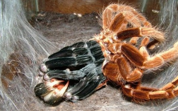 اكتشاف العنكبوت الأكثر سمية فى العالم بجنوب لندن