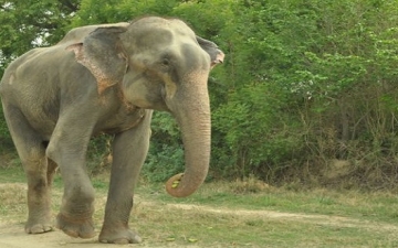 هوليوود تنتج فيلما عن الفيل ” راجو ” الذي بكي لحظه تحريره من الأسر