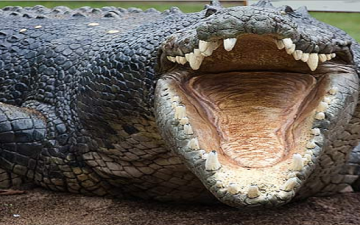 تمساح ضخم يلتهم شابًا قبالة القصر الجمهوري بالخرطوم