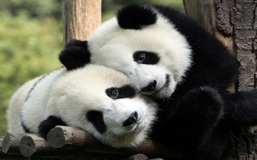 منظمات حماية الحيوان بماليزيا تدعو لـ “تزاوج الباندا”