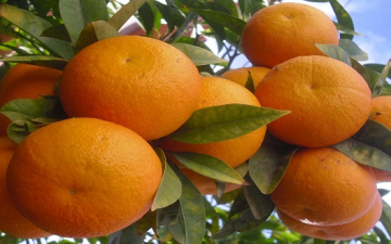 الأطباء يكذبون شائعة وجود ديدان باليوسفى والبرتقال