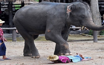 ولسة ياما هنشوف .. بالصور ..  مساج الأفيال فى تايلاند