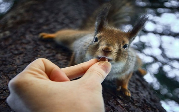 بالصور .. حيوانات تأكل من يد مصورها