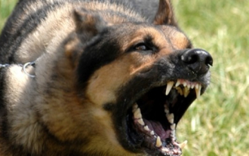 محكمة كرواتية تصدر أمرا بإلزام كلب بـ”عدم النباح” طوال الليل