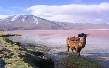 بوليفيا المغمورة .. أرض العجائب المذهلة والطبيعة الساحرة