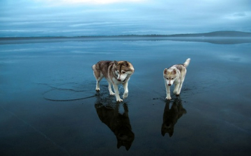 رحلة عبر المرآة السحرية .. كلاب ذئاب تمشى على الماء !!
