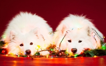 بالصور .. تزيين الكلاب فى عيد الميلاد : ستكونين أنت الشجرة !!