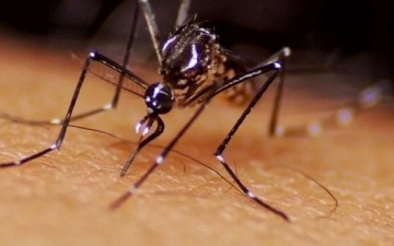فيروس “زيكا” يستعين بقوة الملاريا ويهدّد العرب
