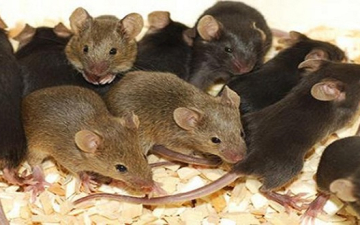 مفاجأة .. الفئران بريئة من نشر وباء الطاعون