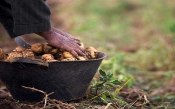 إجراءات وزارة الزراعة لزيادة محصول البطاطس