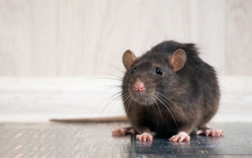الفئران تهاجم منازل البريطانيين .. بسبب الكورونا ؟!