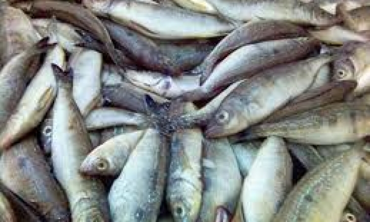 شرطة التموين تضبط بائع سمك قبل بيعه 175 كيلو لأسماك سامة بالإسكندرية