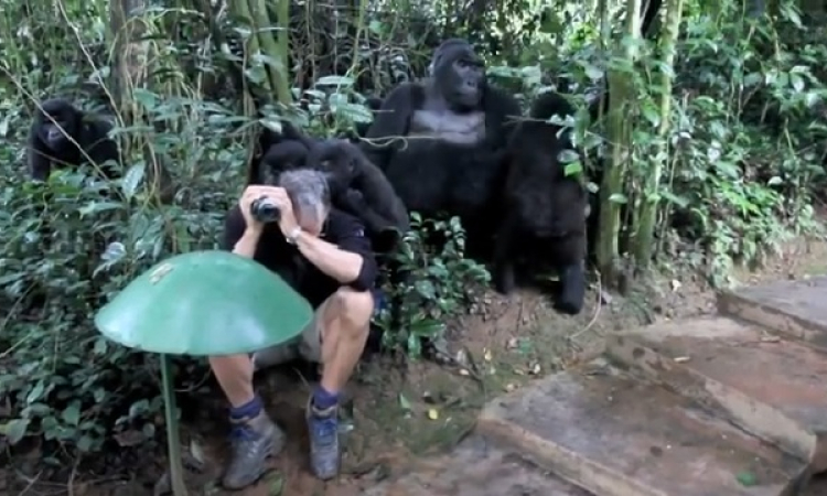 شاهد بالفيديو … مجموعة من الغوريلات البرية تصادق مصور وتقبله