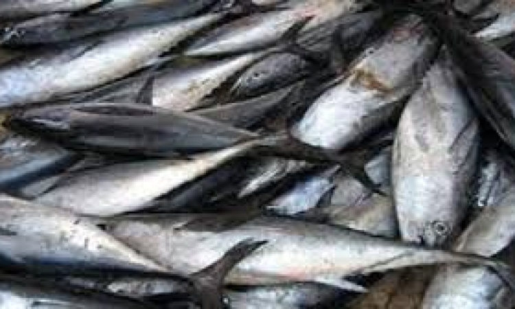 شم النسيم يشعل أسعار السمك