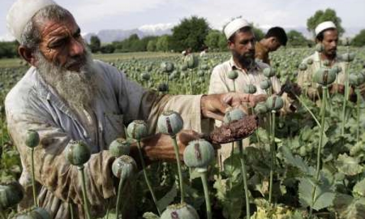 موسكو : أمريكاوالناتو مسؤولتان عن زيادة إنتاج المخدرات في أفغانستان