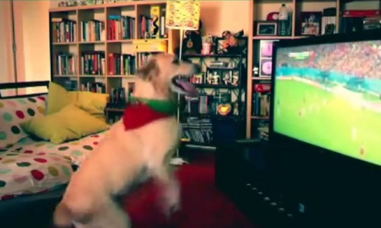 بالفيديو.. كلب يقفز فرحاً بعد هدف البرتغال في المونديال