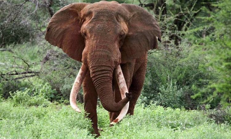 مقتل “ساطاو” أكثر فيل محبوب بعد أن قتله صيادون من أجل أنيابه الشهيرة