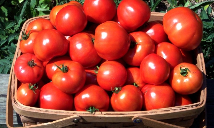 تناول الطماطم يقي من الإصابة بسرطان البروستاتا