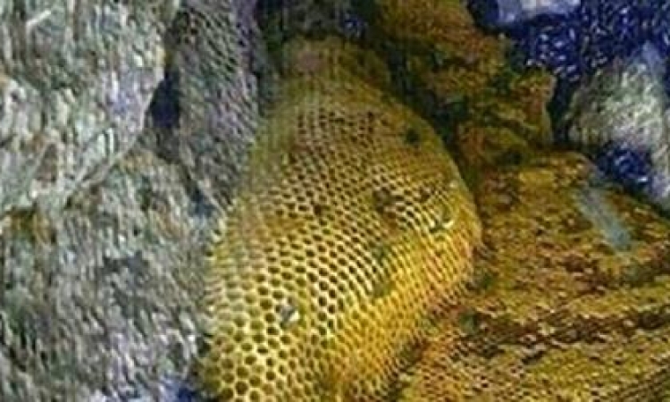 بالصور .. اكتشاف أنهار من عسل في جبل باليمن