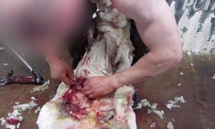 بالفيديو.. التعذيب الدموي للأغنام الأسترالية المستوردة التى نأكلها في بيوتنا ومطاعمنا