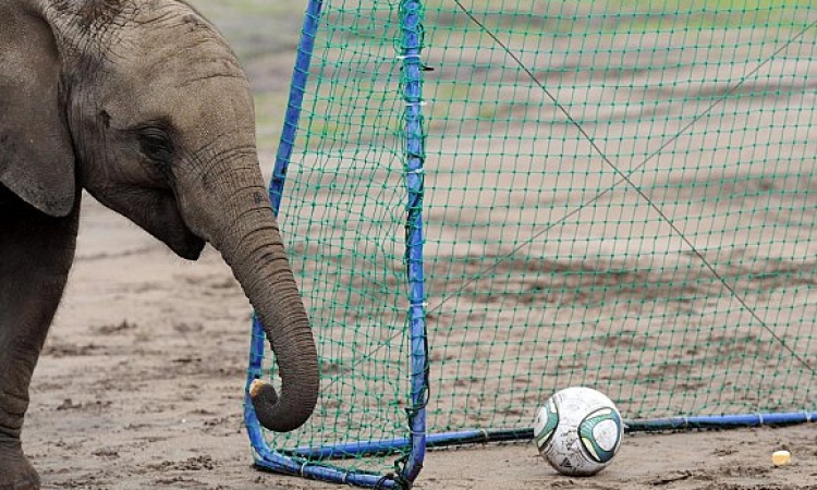 الفيل زيمباوي يتوقع فوز كولومبيا على البرازيل