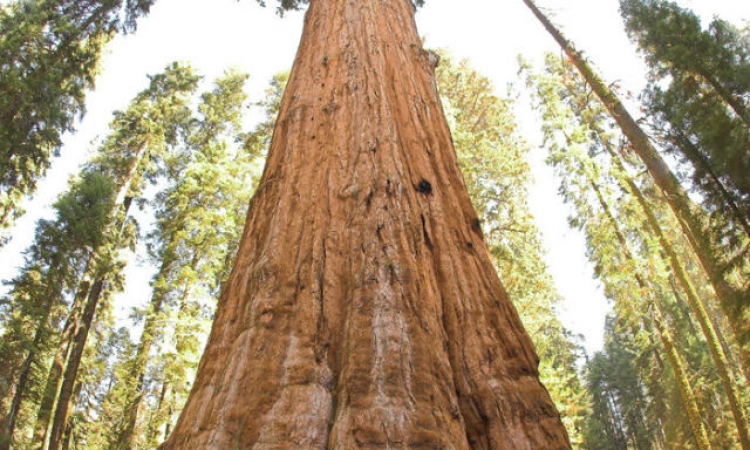 أطول شجرة في العالم  بكاليفورنيا