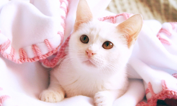 فضلات القطط قد تساعد فى علاج السرطان