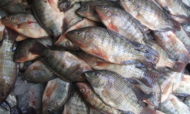 التموين تطرح 30 ألف طن أسماك بالمجمعات بأسعار مخفضة