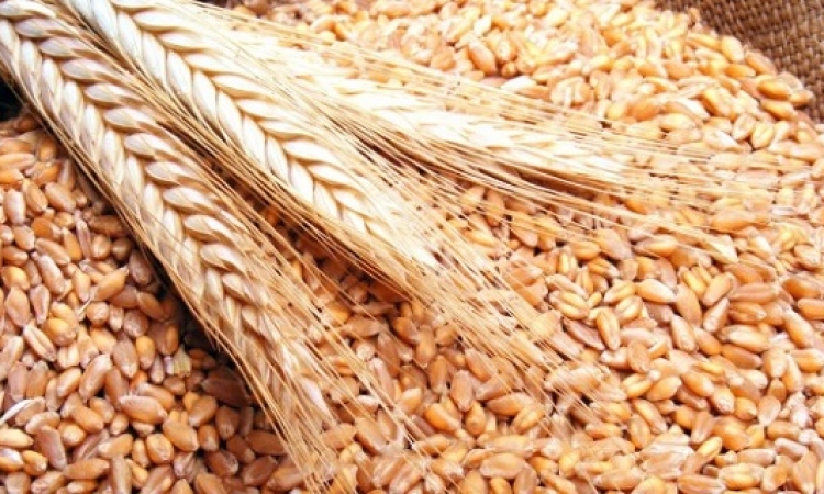 مصر تشترى 240 ألف طن من القمح الروسى والرومانى