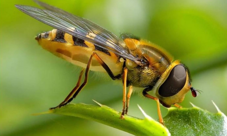 لدغات النحل علاج لجميع الأمراض