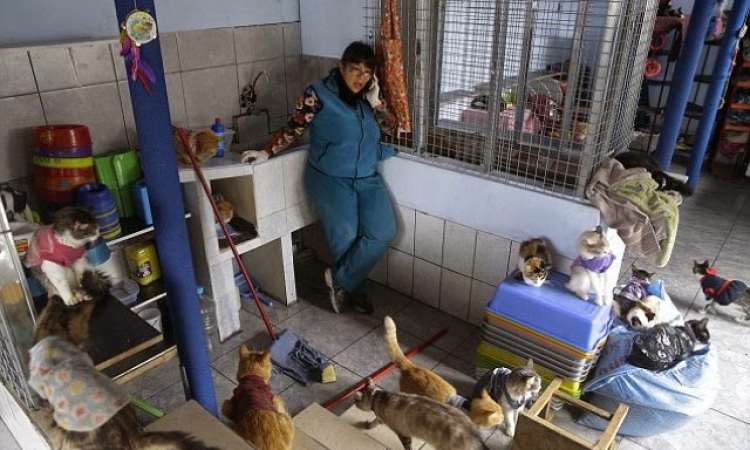 بالصور.. ملجأ لرعاية القطط المريضة بـ”بيرو”