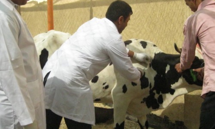 تحصين جميع الأبقار بمنطقة “القابوطى” في بورسعيد