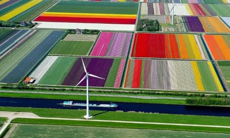 صور جوية مذهلة لحقول زهور أمستردام