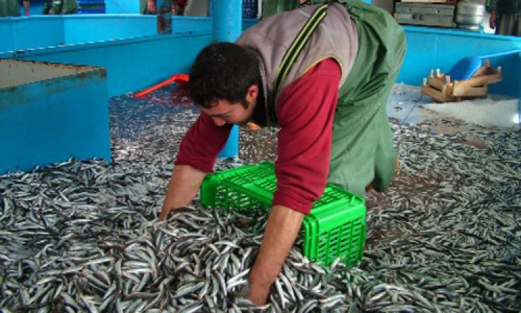 منطقة خدمات متكاملة للصيادين على بحيرة اسوان