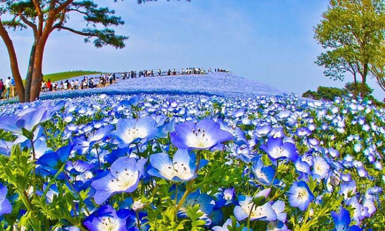 حديقة هيتاشى اليابانية .. سحر الطبيعة وسط ملايين الورود الخلابة