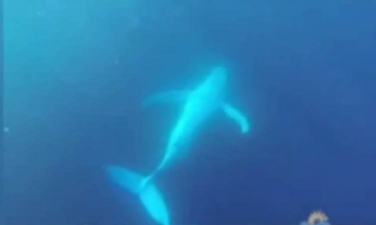 بالفيديو .. عرض للسباحة مع الحوت الأحدب في كوينزلاند .. سافر وجرب
