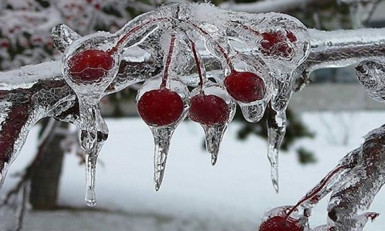 بالصور .. تمتع بروعة وجمال أشجار الكرز المثلجة أثناء فصل الشتاء